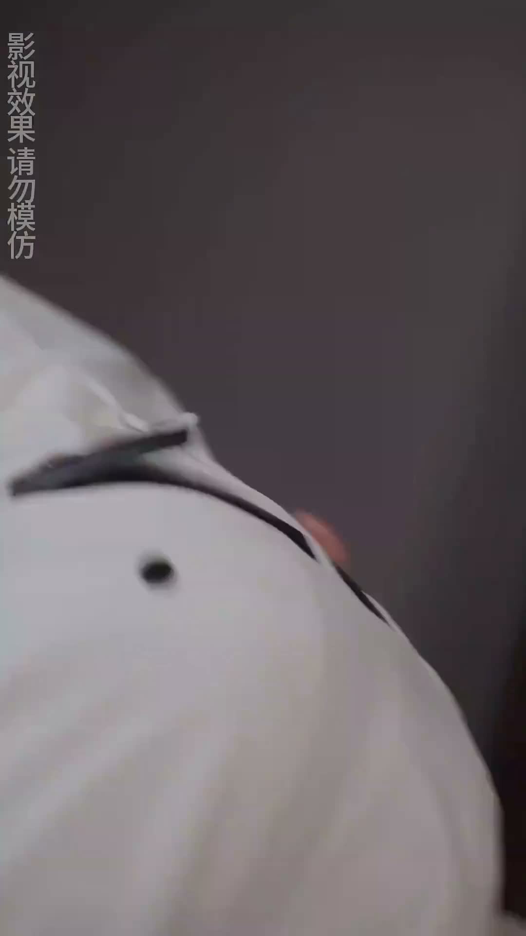 《少帥掌心寵》第08集