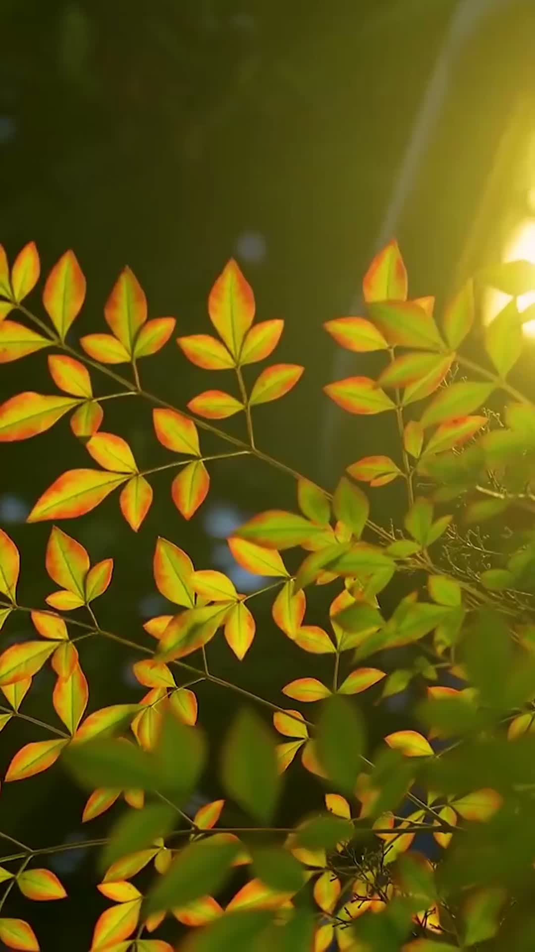 《貪歡入骨》第06集